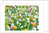 Colorful Tulip flowers by Assaf Frank